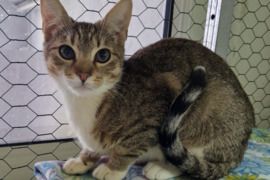 Dovanojama katytė Jūrė