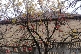 Daržovių pardavimas Vilniaus rajone