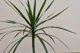 Graži dracena 80 cm aukščio