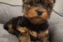 Grynaveisliai Jorkšyro terjero šuniukai  Yra mergaičių ir berniukų su žavingais „baby-face“ snukučia
