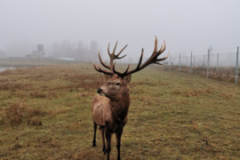 Parduodami taurieji elniai Anykščių rajone