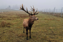 Parduodami taurieji elniai Anykščių rajone