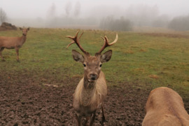 Parduodami taurieji elniai Anykščių rajone