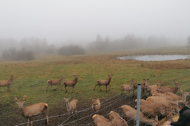 Parduodami taurieji elniai Anykščių rajone