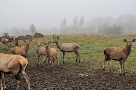 Parduodami taurieji elniai Anykščių rajone