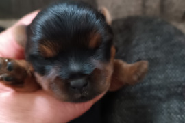 Parduodami Jorkšyro veilės šuniukai