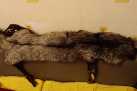 Sidabrinės lapės kailis