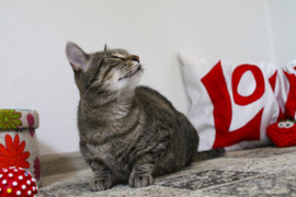 Katytė Grėja ieško mylinčių žmonių !