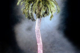 Vandens burbulų palmė, valdomų spalvų, JAV, nauja