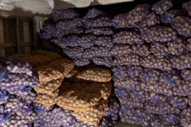 Parduodu maistines bulves!