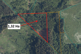 Parduodamas jaunuolynas 1,32 Ha Rokiškio raj.