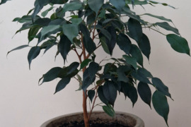 Gražus fikusas dideliame moliniame vazone