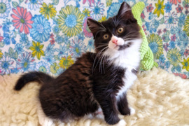 Dovanojama miela katytė Jamaika