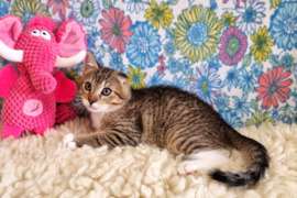 Dovanojamas katinėlis Juzis