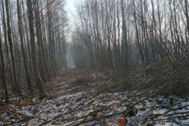 Medžių pjovimas , genėjimas