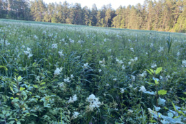 Pelkinė vingiorykštė