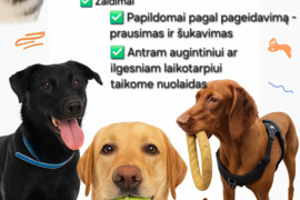 Šunų ir kačių priežiūra