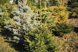 Kalėdinės eglės ir eglių šakos