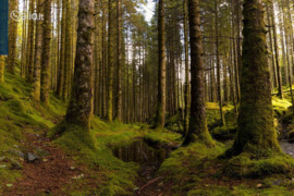 706.0 a sklypas Panevėžio r. sav.