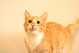 Dovanojamas katinėlis Rapsas