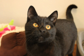 Dovanojamas katinėlis Raguolis