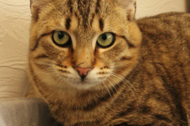 Dovanojamas katinėlis Guzikas