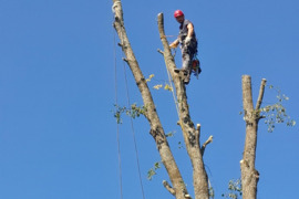 Medziu pjovimas, gyvatvorių formavimas