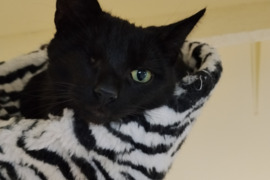 Kačiukas Šokoladas ieško namučių