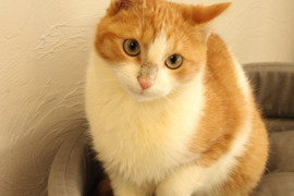 Dovanojamas katinėlis Kvietys