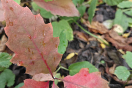 Raudonojo Ažuolo sodynukai