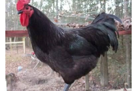 Perku vištas džersio milžinų veislės