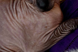 Dovanojam sfinksa kate 2metu, meili, megsta but ant ranku