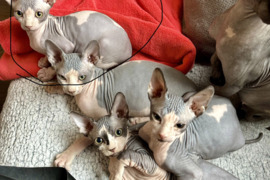 Kačiukai liko paskutinis