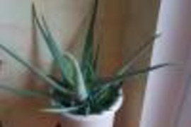 Didelė vazoninė gėlė Agava (Aloe vera) 30 eur , Vilnius