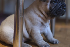 Prancūzų buldogo šuniukai!!!