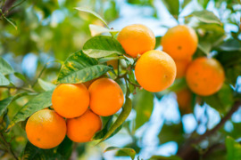  Ispaniški vaisiai iš Ispanijos ūkių urmu