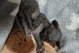 Kanados sfinksai parduodu