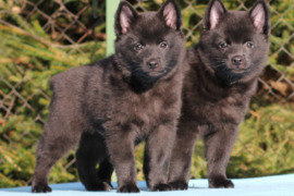 Schipperke suniukai/ parduodu