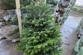 Daniški Nordmann Premium Excellent kėniai