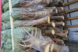 Daniški Nordmann Premium Excellent kėniai