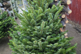 Daniški Nordmann Premium Excellent kėniai