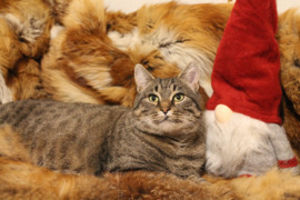 Katytė Grėja ieško mylinčių žmonių !