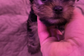 Parduodami Jorkšyro veilės šuniukai