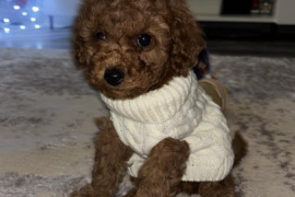 Nykštukinis pudelis parduoda