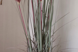 Dirbtinė pampų žolė vazone (nauja, aukštis apie 150 cm) 