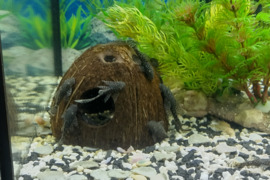 Ancistrusai (šamukai)