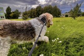 Gyvūnėlių priežiūra Kaune