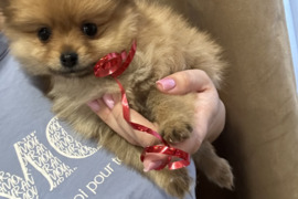 Pomeranijos špicas parduodu