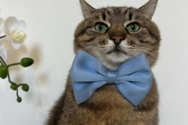 Ieškau mielos, švelnios katytės.