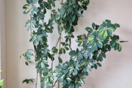 Labai aukšta graži šeflera